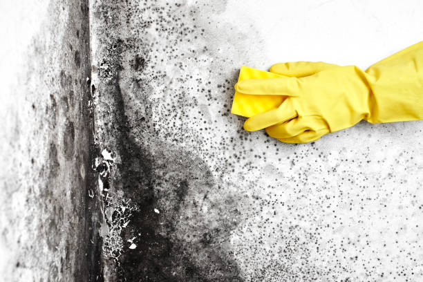 Best Certified Mold Removal  in Sanford, CO