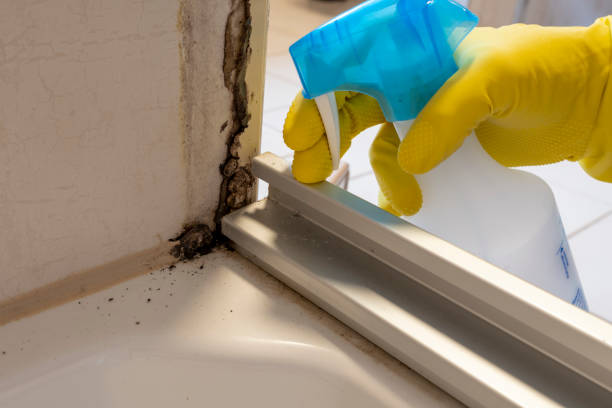 Best Professional Mold Removal  in Sanford, CO