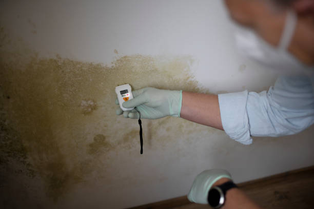Best Local Mold Removal Service  in Sanford, CO