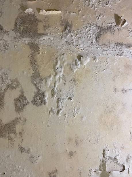 Best Commercial Mold Removal  in Sanford, CO