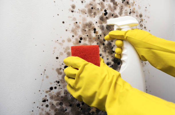 Best Mold Remediation  in Sanford, CO