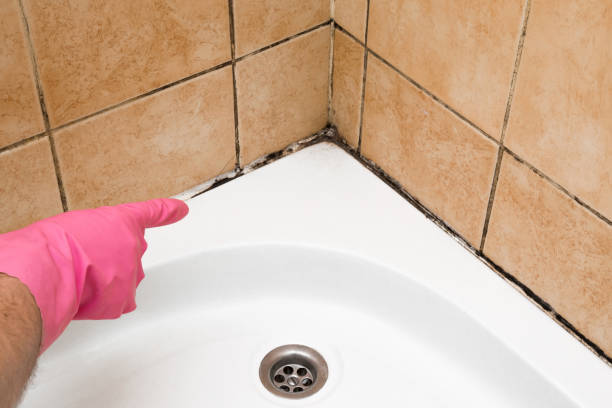 Best Black Mold Removal  in Sanford, CO