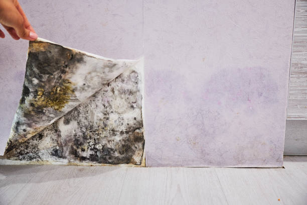 Best Certified Mold Removal  in Sanford, CO